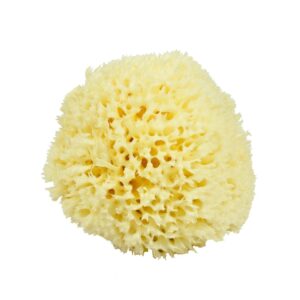 neptune natural sea wool sponge - all natural honeycomb renewable sea sponge, large, approx. 5 inches