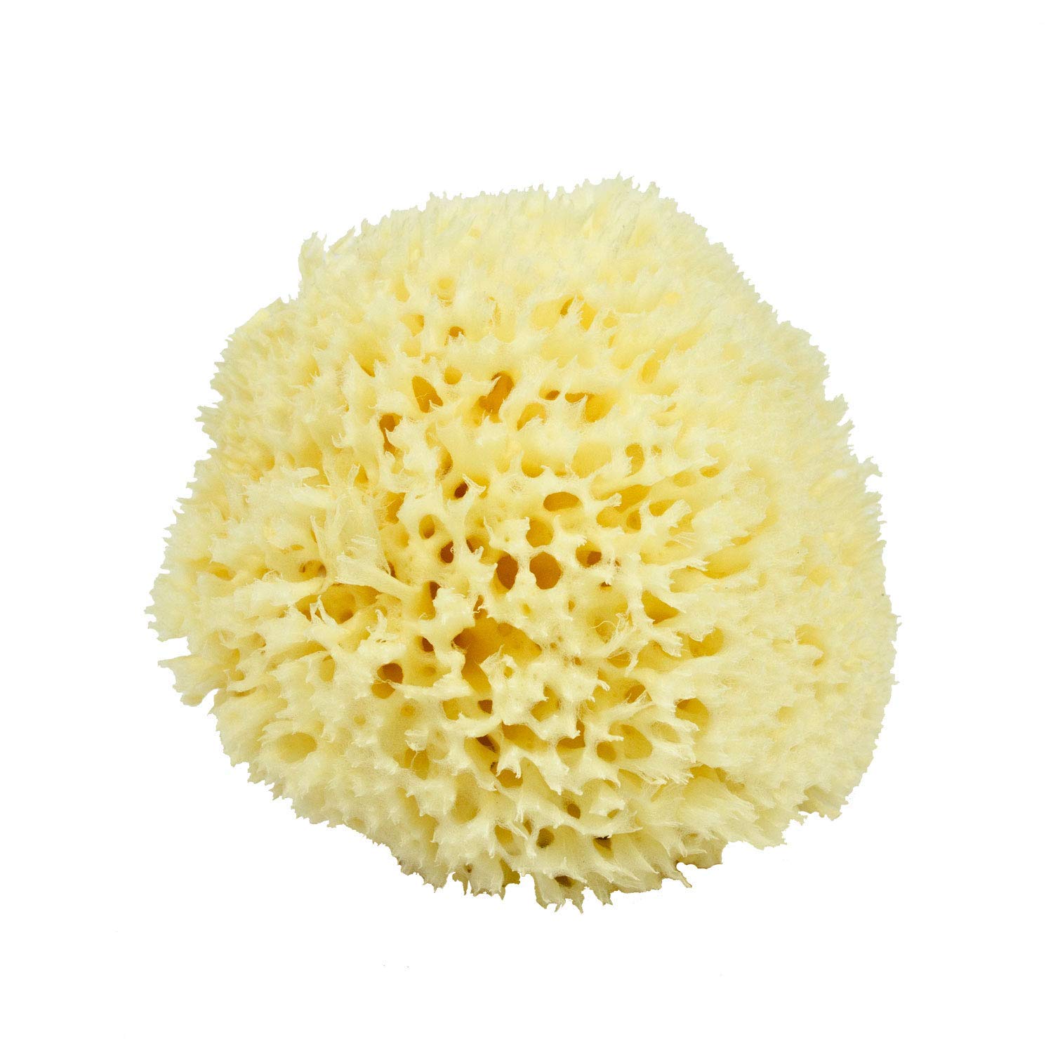 Neptune Natural Sea Wool Sponge - All Natural Honeycomb Renewable Sea Sponge, Large, Approx. 5 Inches