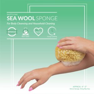 Neptune Natural Sea Wool Sponge - All Natural Honeycomb Renewable Sea Sponge, Large, Approx. 5 Inches