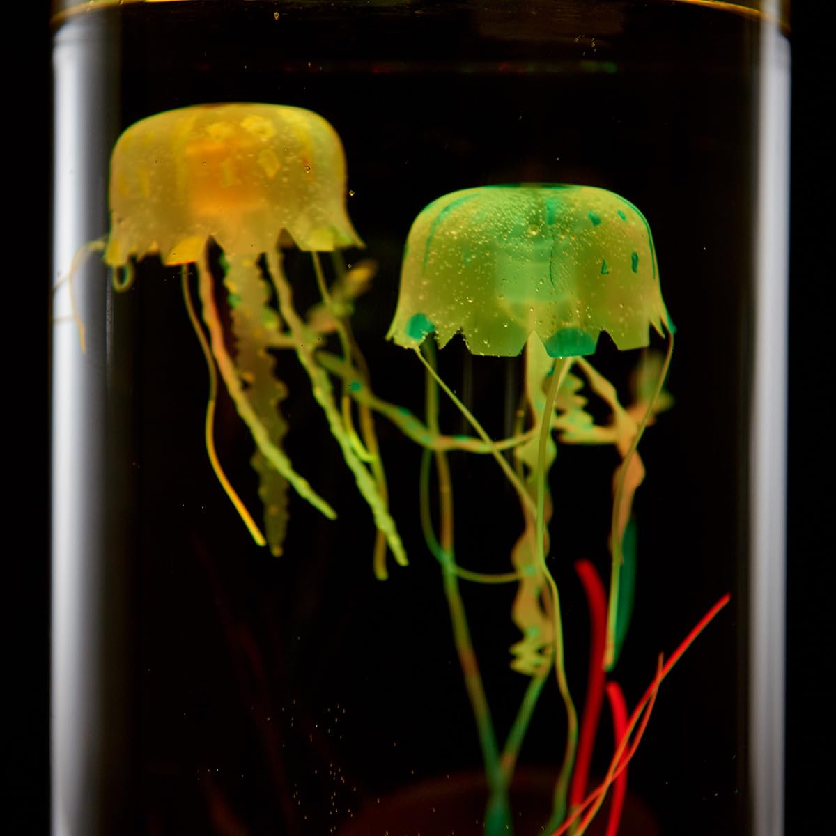 Jellyfish Aquarium