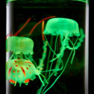 Jellyfish Aquarium