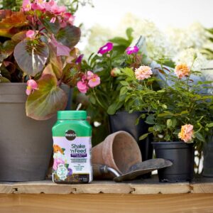 Miracle-Gro Shake 'n Feed Rose and Bloom Plant Food - Promotes More Blooms and Spectacular Colors (vs. Unfed Plants), Feeds Roses and Flowering Plants for up to 3 Months, 1 lb.