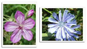 studio papilia poster set wall art | blue chicory | pink geranium flowers | 2 unframed nature prints | pictures for room, home, living, kitchen, bedroom, office | photo décor