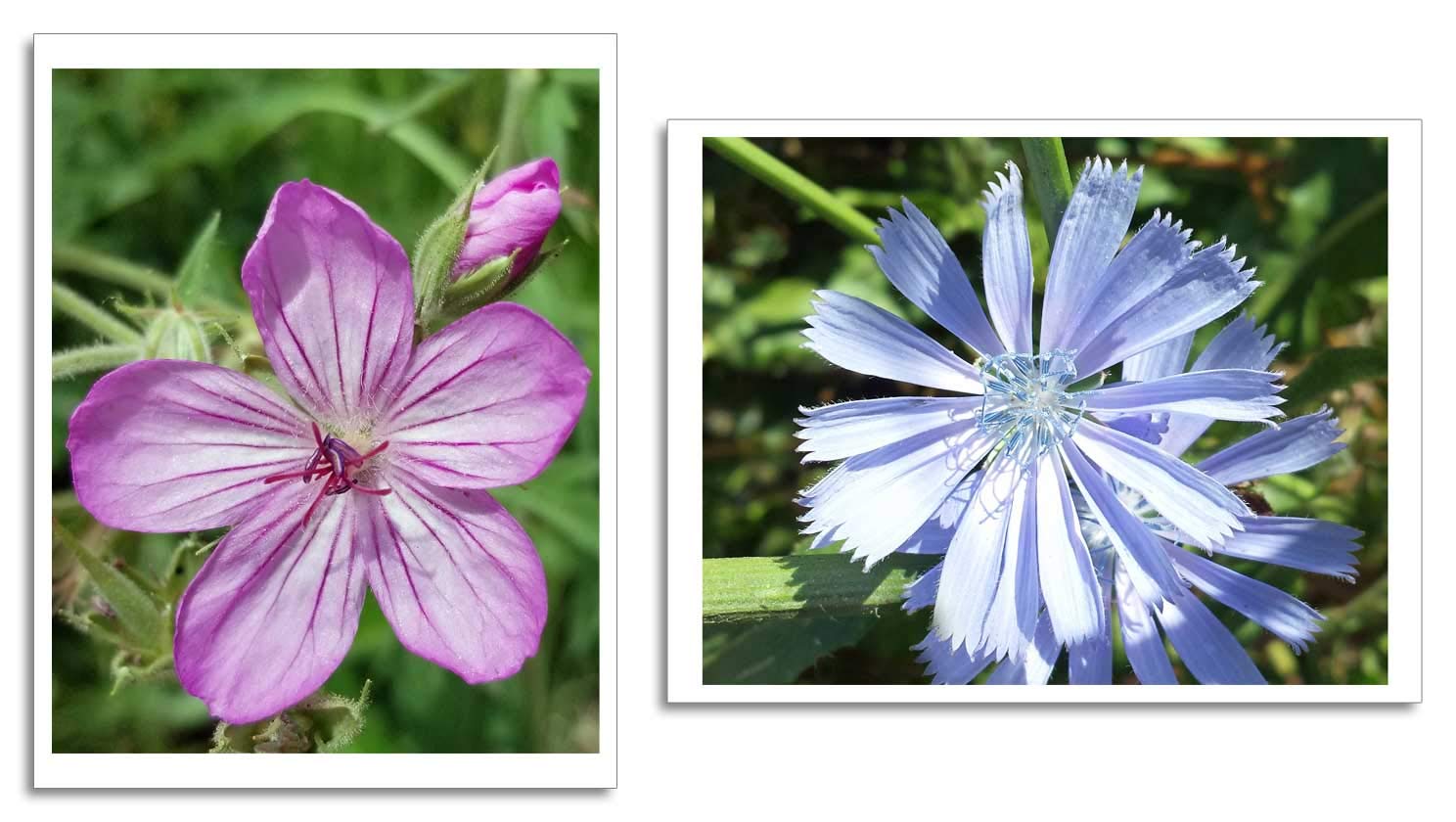 Studio Papilia Poster Set Wall Art | Blue Chicory | Pink Geranium Flowers | 2 Unframed Nature Prints | Pictures for Room, Home, Living, Kitchen, Bedroom, Office | Photo Décor