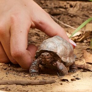 Schleich Wild Life Realistic Exotic Galapagos Giant Tortoise Figurine - Wild Animal Figurine Giant Tortoise Toy for Wildlife Play and Imagination for Toddlers Boys and Girls, Gift for Kids Age 3+