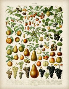 fruits botanical in french art print by adolphe millot - great kitchen dining and farmhouse decor, science room botanical display, vintage french art poster, choose unframed vintage poster or canvas