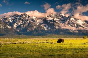 laminated bison grazing below grand teton mountains photo art print sign poster 36x24 inch