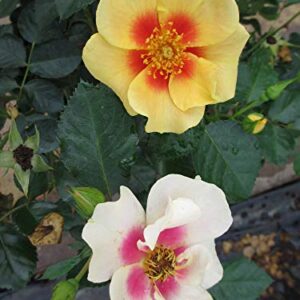 Proven Winners ROSPRC2047800 Ringo Rose Live Shrub, 4.5 in. Quart, Yellow & Pink Flowers