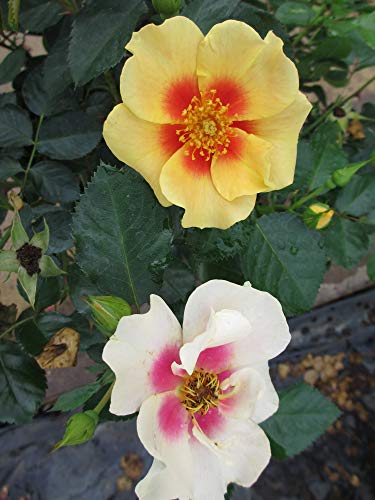 Proven Winners ROSPRC2047800 Ringo Rose Live Shrub, 4.5 in. Quart, Yellow & Pink Flowers