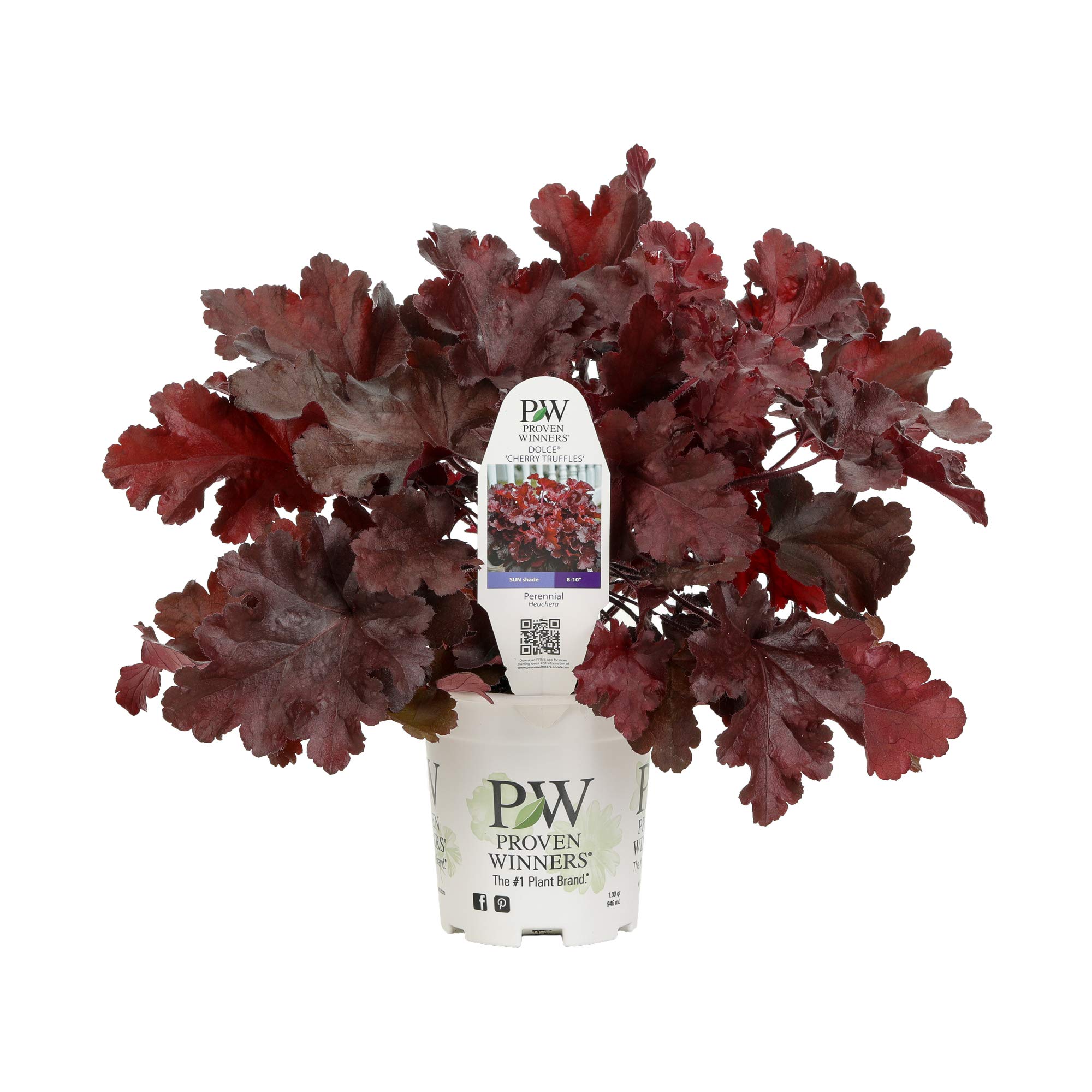 Proven Winners HEUPWP2147800 Dolce Cherry Truffles Coral Bells Live Plant, 4.5 in. Quart, Red Foliage