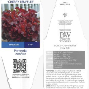 Proven Winners HEUPWP2147800 Dolce Cherry Truffles Coral Bells Live Plant, 4.5 in. Quart, Red Foliage