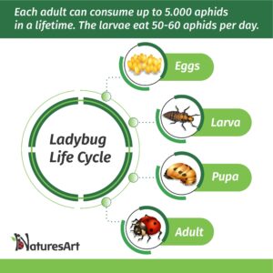 NaturesArt 3000 Live Ladybugs - Good Bugs for Garden - Ladybug - Guaranteed Live Delivery!