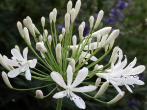 agapanthus getty white - 10 live plants - blooming groundcover grass