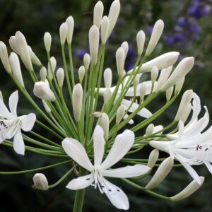 Agapanthus Getty White - 10 Live Plants - Blooming Groundcover Grass