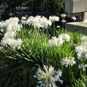 Agapanthus Getty White - 10 Live Plants - Blooming Groundcover Grass