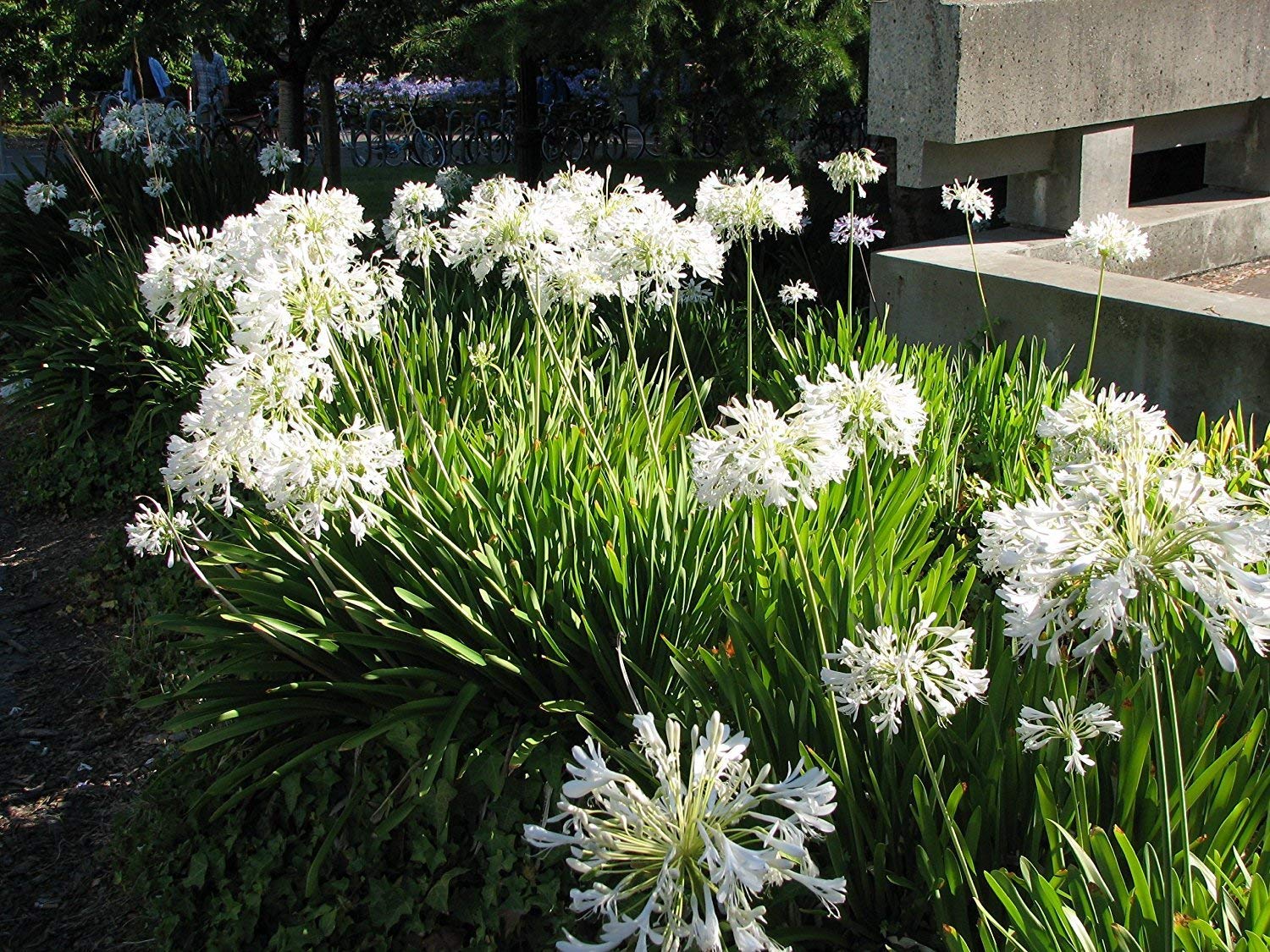 Agapanthus Getty White - 10 Live Plants - Blooming Groundcover Grass