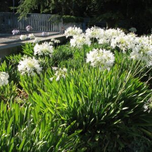 Agapanthus Getty White - 10 Live Plants - Blooming Groundcover Grass