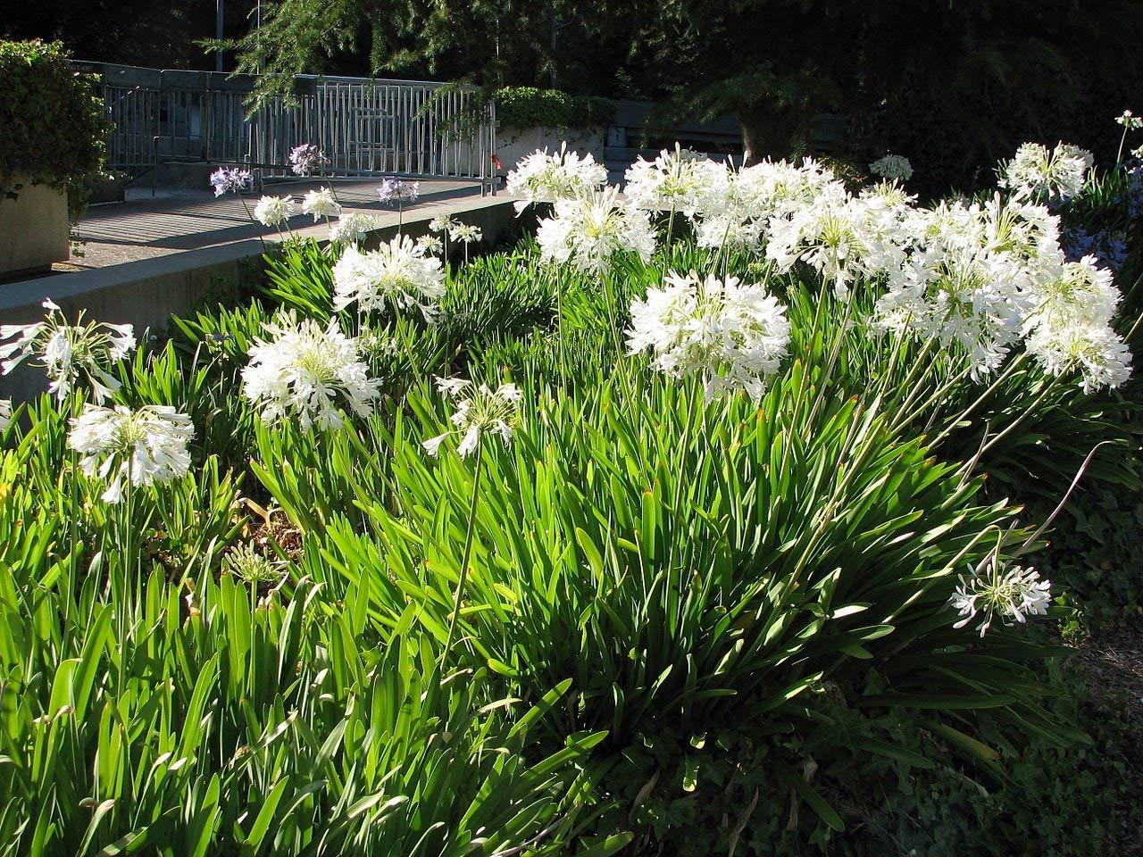 Agapanthus Getty White - 10 Live Plants - Blooming Groundcover Grass