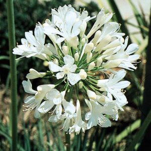 Agapanthus Getty White - 10 Live Plants - Blooming Groundcover Grass