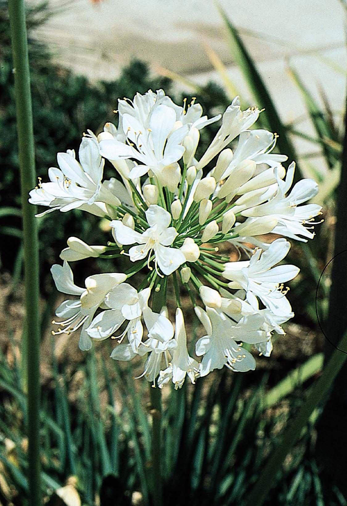 Agapanthus Getty White - 10 Live Plants - Blooming Groundcover Grass