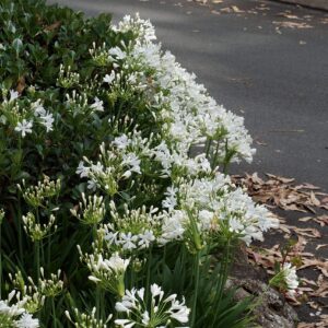 Agapanthus Getty White - 10 Live Plants - Blooming Groundcover Grass