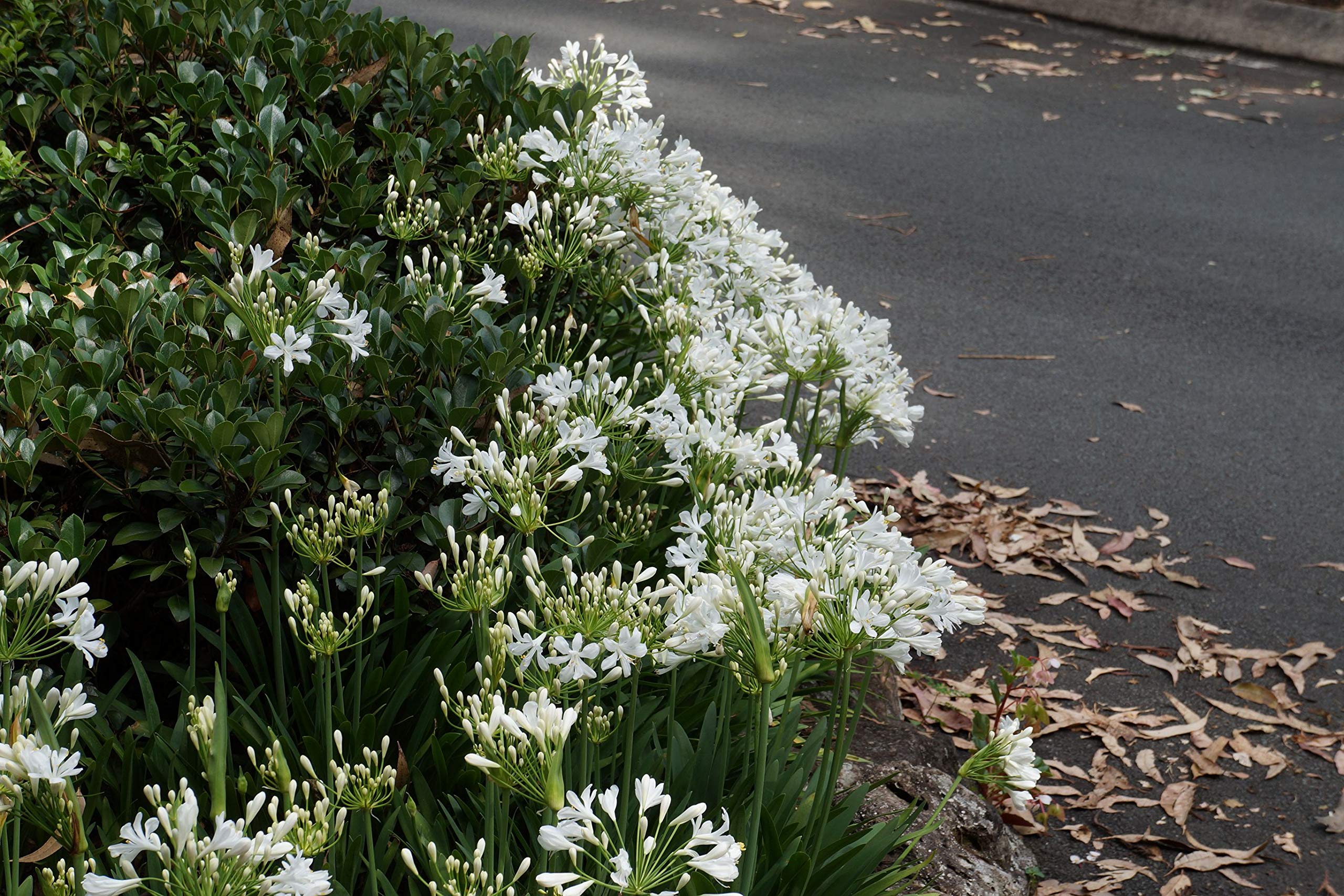 Agapanthus Getty White - 10 Live Plants - Blooming Groundcover Grass