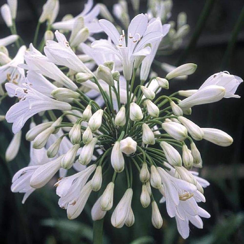 Agapanthus Getty White - 10 Live Plants - Blooming Groundcover Grass