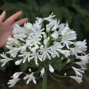 Agapanthus Getty White - 10 Live Plants - Blooming Groundcover Grass