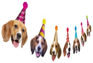 beagle birthday garland, funny beagle face portrait happy birthday banner, dog bday party supplies