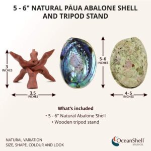 Ocean Shell Studios 5-6 inches Premium Natural Abalone (Pāua) Shell with Wooden Stand for Smudging, Cleansing Home, Meditation, Shell Crafts,Incense Holder, Home Décor, 100% Natural, Sustainable.