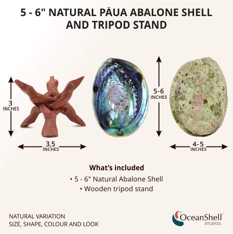 Ocean Shell Studios 5-6 inches Premium Natural Abalone (Pāua) Shell with Wooden Stand for Smudging, Cleansing Home, Meditation, Shell Crafts,Incense Holder, Home Décor, 100% Natural, Sustainable.