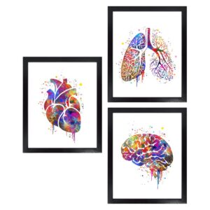 dignovel studios unframed (set of 3) 8x10 human anatomy watercolor art print set heart lung brain wall prints dnc23
