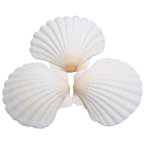 lucky baby 25pcs scallop shells for crafts, 2-3 inches white large natural seashells for diy home decor, baking shells for serving food