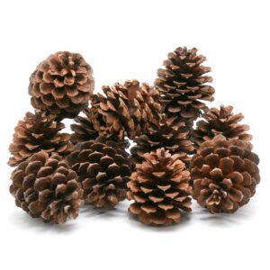 review outdoor gear 5, 8, 10 or 12 ponderosa decorative 3" - 3.5" pine cones unscented fall winter holiday home decor vase bowl filler displays crafts (3 x 4, quantity of 8)