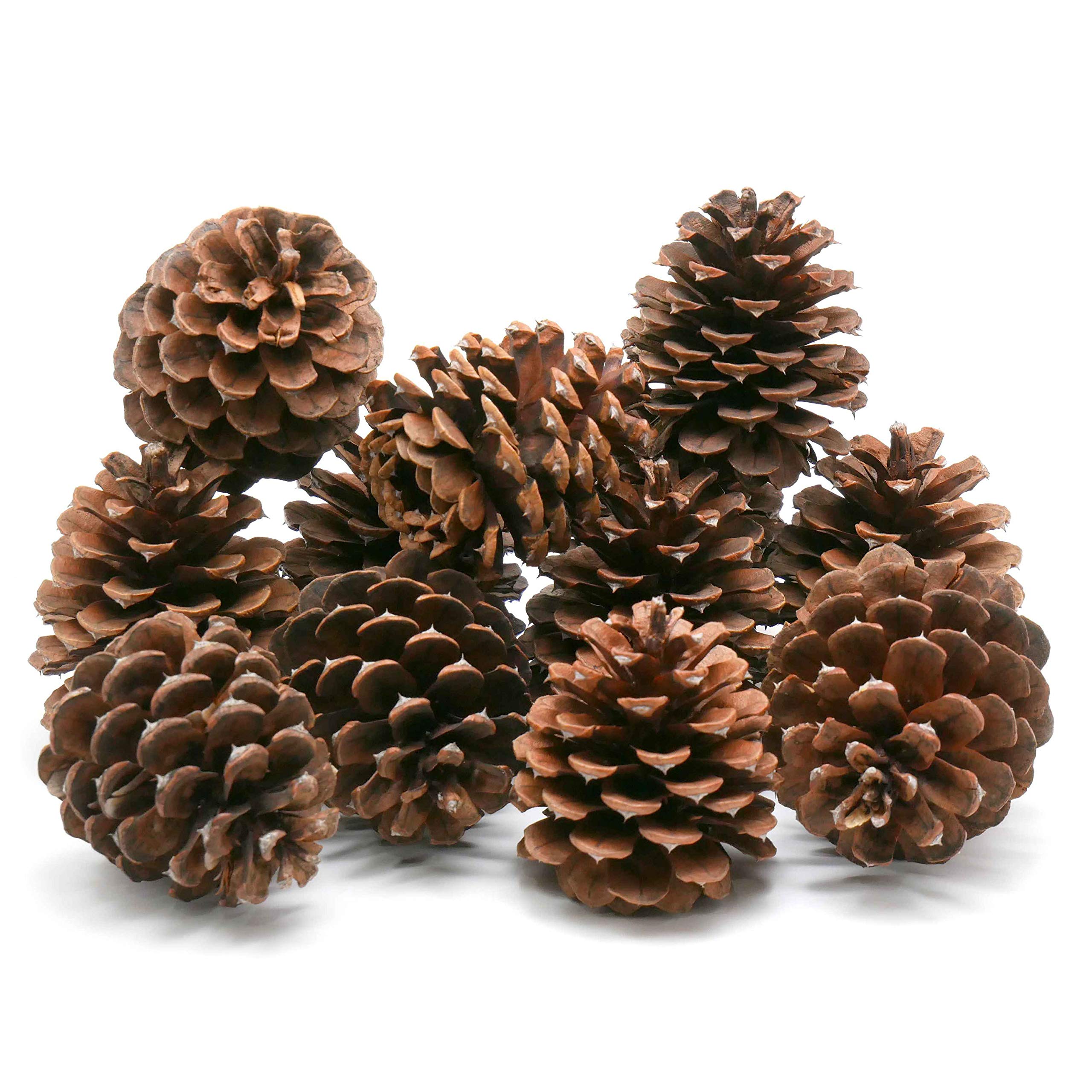 Review Outdoor Gear 5, 8, 10 or 12 Ponderosa Decorative 3" - 3.5" Pine Cones UNSCENTED Fall Winter Holiday Home Decor Vase Bowl Filler Displays Crafts (3 x 4, Quantity of 8)