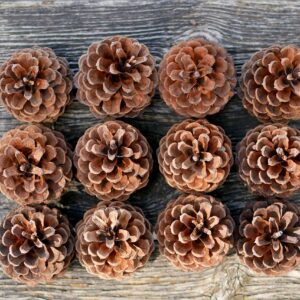 Review Outdoor Gear 5, 8, 10 or 12 Ponderosa Decorative 3" - 3.5" Pine Cones UNSCENTED Fall Winter Holiday Home Decor Vase Bowl Filler Displays Crafts (3 x 4, Quantity of 8)