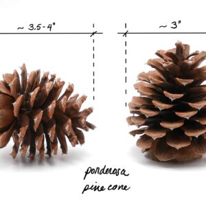 Review Outdoor Gear 5, 8, 10 or 12 Ponderosa Decorative 3" - 3.5" Pine Cones UNSCENTED Fall Winter Holiday Home Decor Vase Bowl Filler Displays Crafts (3 x 4, Quantity of 8)