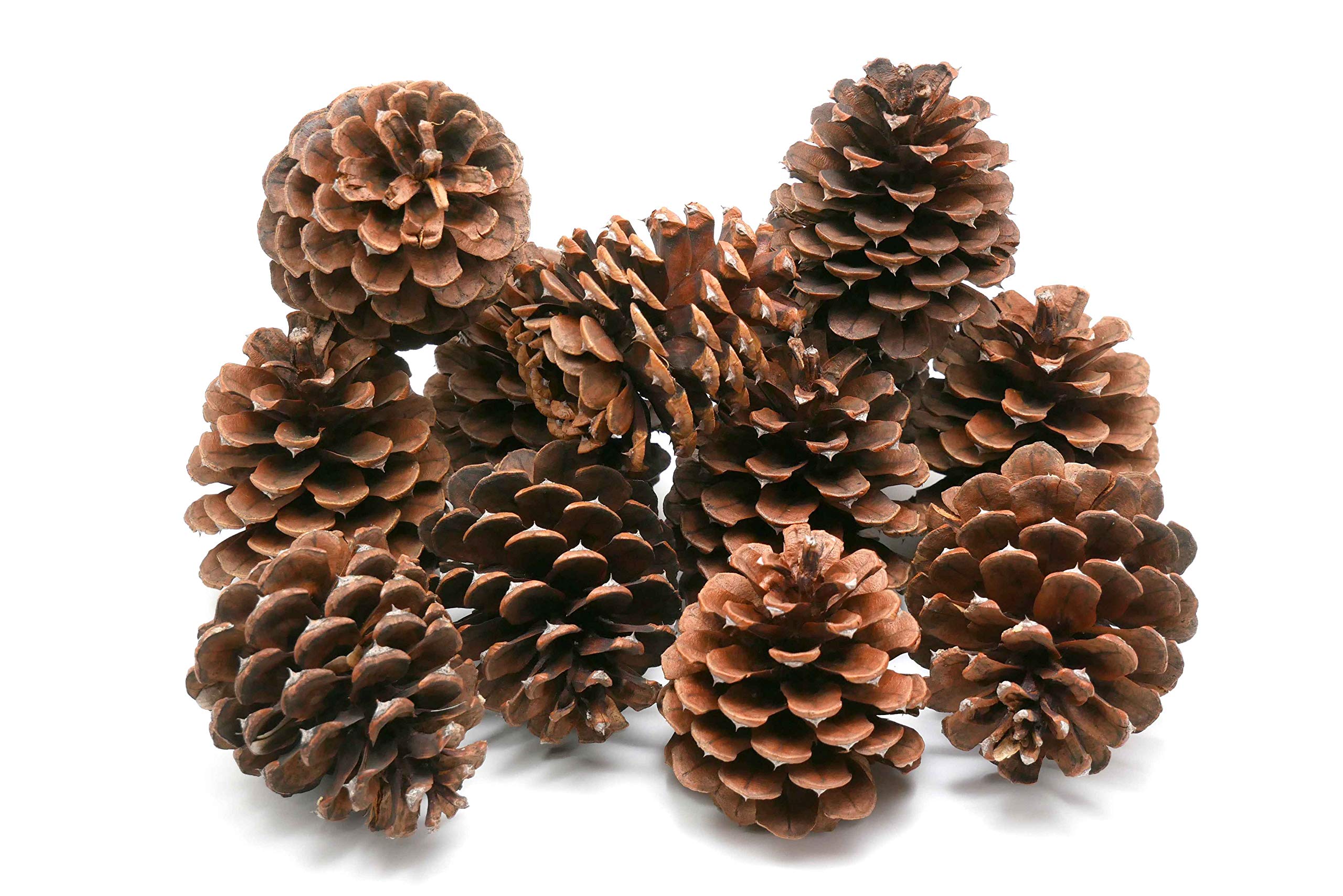 Review Outdoor Gear 5, 8, 10 or 12 Ponderosa Decorative 3" - 3.5" Pine Cones UNSCENTED Fall Winter Holiday Home Decor Vase Bowl Filler Displays Crafts (3 x 4, Quantity of 8)