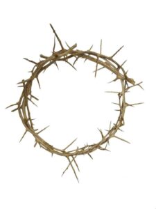 bethlehem gifts tm decorative 7" authentic real fresh jesus crown of thorns from the holy land