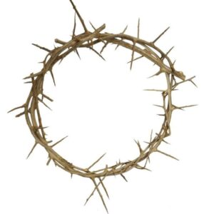 Bethlehem Gifts TM Decorative 7" Authentic Real Fresh Jesus Crown of Thorns from The Holy Land