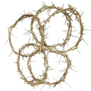 Bethlehem Gifts TM Decorative 7" Authentic Real Fresh Jesus Crown of Thorns from The Holy Land