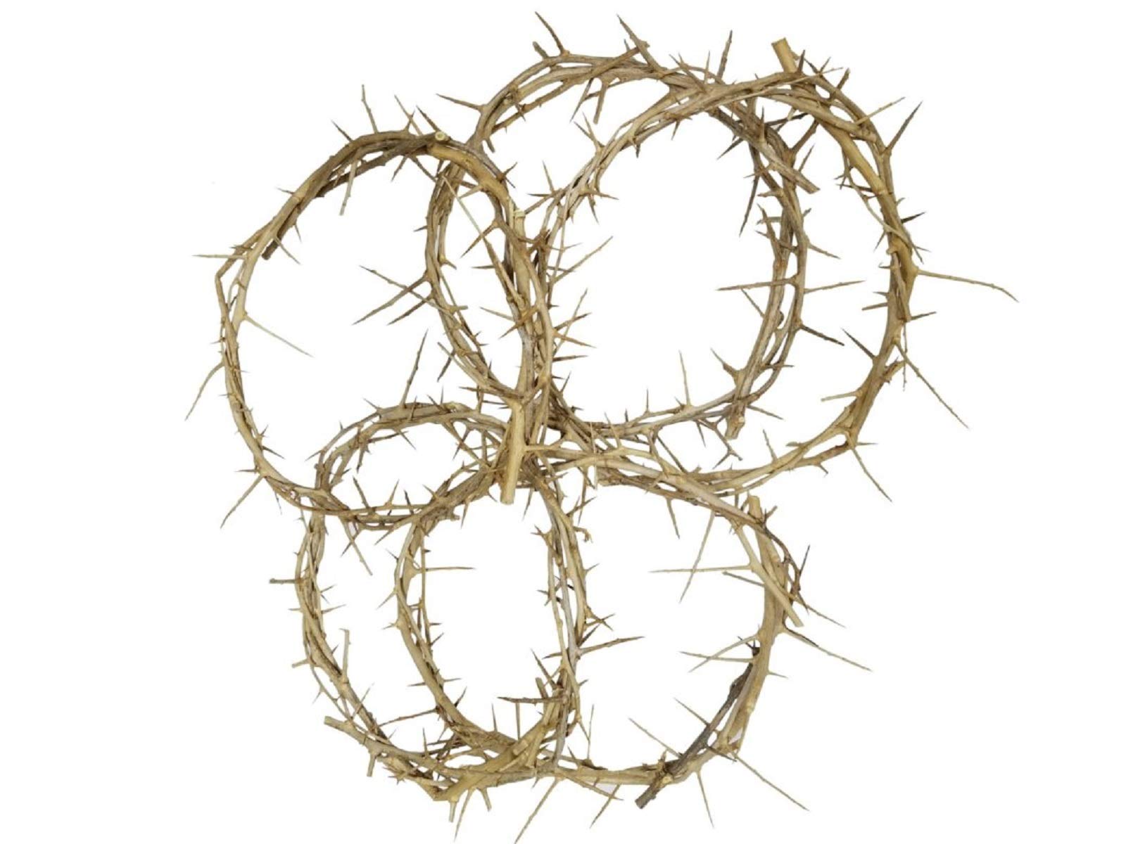 Bethlehem Gifts TM Decorative 7" Authentic Real Fresh Jesus Crown of Thorns from The Holy Land