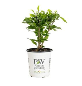 proven winners hibprc2417800 white pillar live shrub 4.5" quart