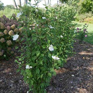 Proven Winners HIBPRC2417800 White Pillar Live Shrub 4.5" Quart