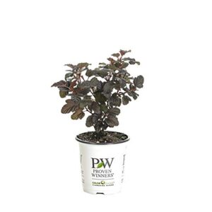 proven winners phyprc1067800 summer wine black live shrub 4.5" quart white