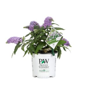 proven winners budprc1446101 pugster amethyst live shrub 1 gallon purple