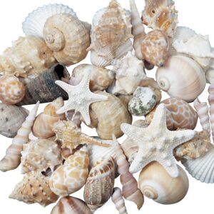 Tumbler Home Medium Sized Shells in a Delightful Mix of Whites, Tans and Pinks | 1 Pound | Perfect for Crafts, Beach Home Decor, Weddings, Vase Filler and Classrooms