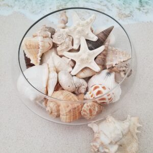 Tumbler Home Medium Sized Shells in a Delightful Mix of Whites, Tans and Pinks | 1 Pound | Perfect for Crafts, Beach Home Decor, Weddings, Vase Filler and Classrooms