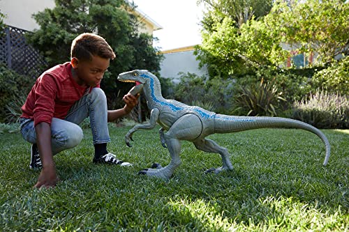 Mattel Jurassic World Super Colossal Velociraptor Blue Dinosaur Action Figure Toy, 3.5-ft Long with Eating Feature (Amazon Exclusive)