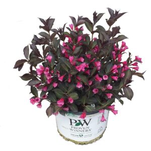 Premier Plant Solutions 10815 Proven Winners Weigela Wine & Roses, 3 Gallon